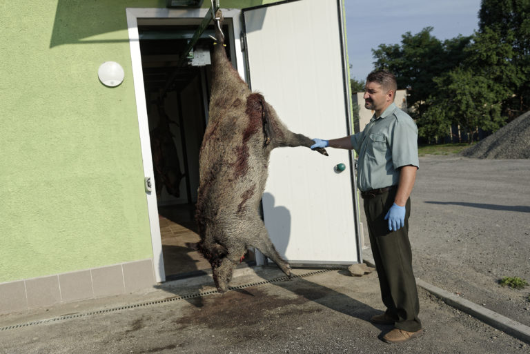 SOBRANCE: Opatrenia proti šíreniu afrického moru