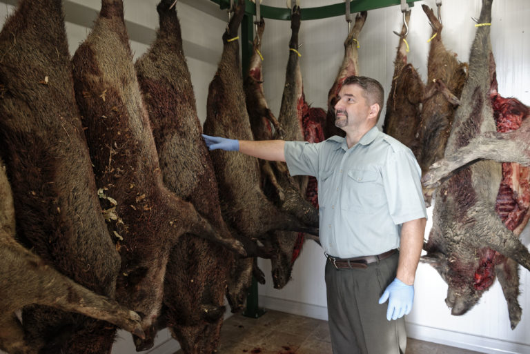 SOBRANCE: Opatrenia proti šíreniu afrického moru