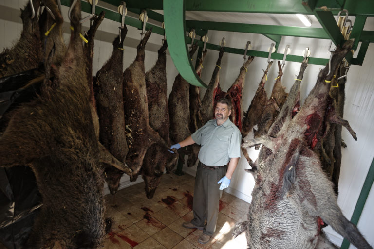 SOBRANCE: Opatrenia proti šíreniu afrického moru