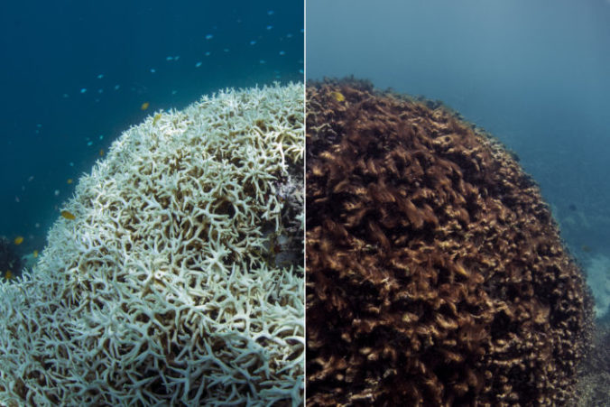 koral, Veľká koralová bariéra, klimatické zmeny