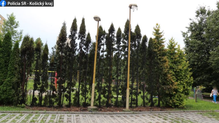 požiar, podpálené stromy, Košice