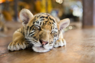 tiger, mláďa