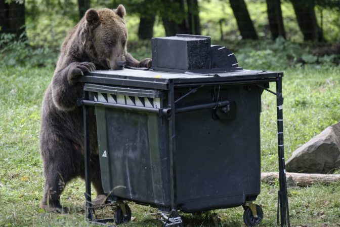 Medveď hnedý (lat. Ursus arctos)