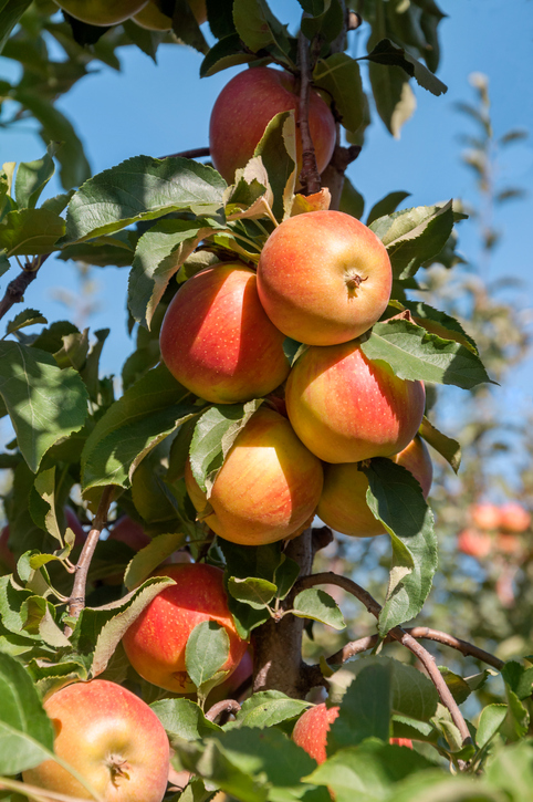 Ovocný strom jablko