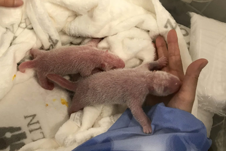 Nemecko, zoo Berlín, panda, mláďatá