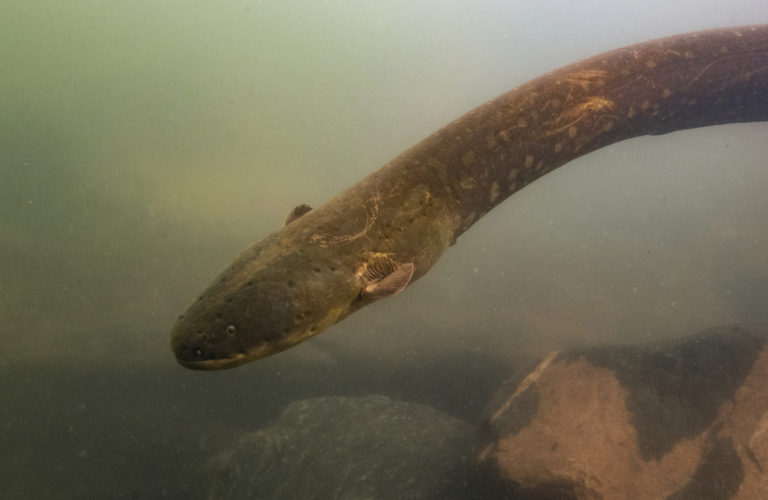 úhor, Electrophorus voltai