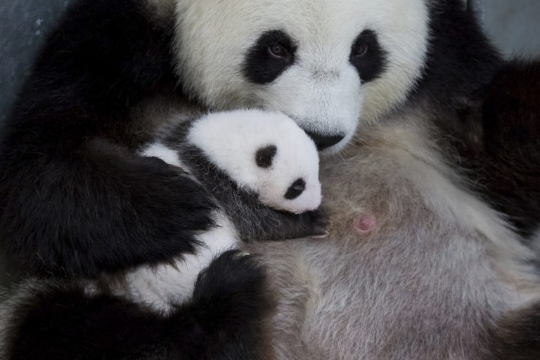 panda, zoo