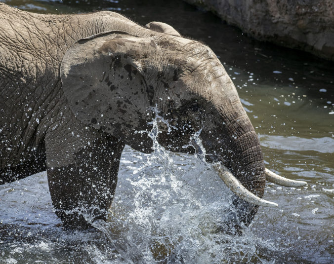 Slon, voda