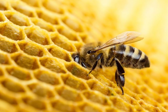 Včela, včielky