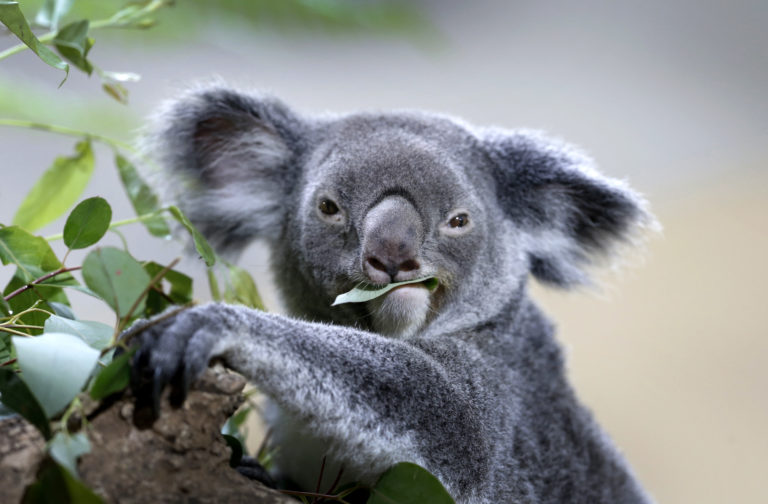Koala