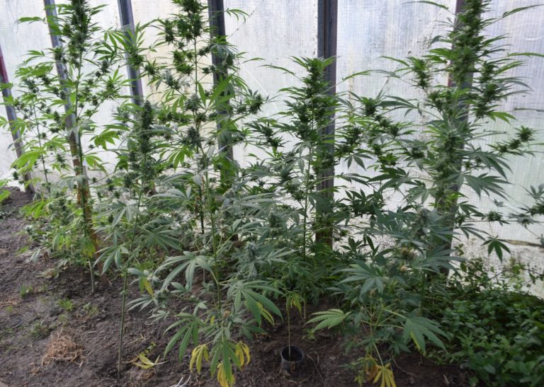 Marihuana, drogy