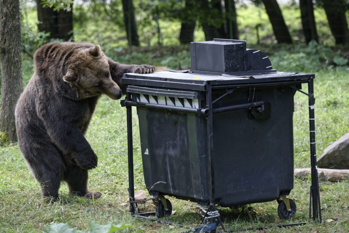 Medveď hnedý (lat. Ursus arctos)