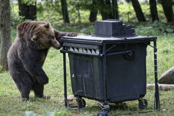 Medveď hnedý (lat. Ursus arctos)
