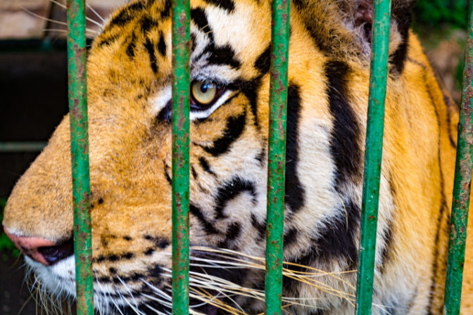 Tiger, klietka