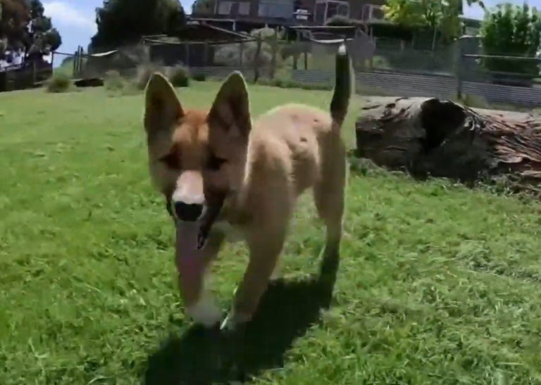 Dingo Wendi