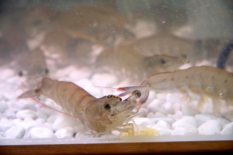 Veľtrh Gastra&kulinária 2019, Nitra