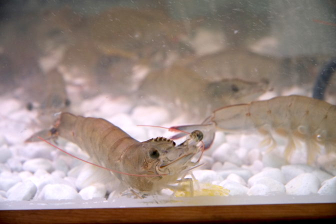 Krevety chované na Slovensku