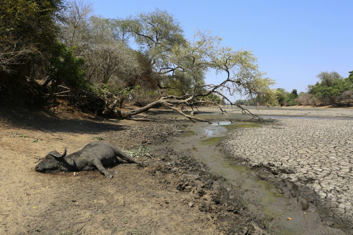 Mana Pools, sucho
