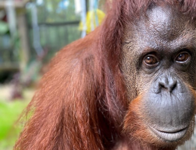 Sandra, orangutan