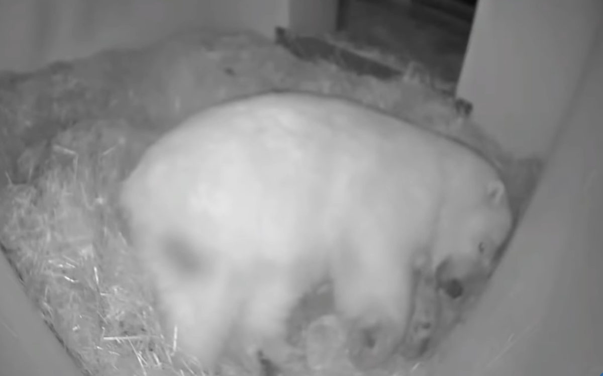 Medveď biely, zoo