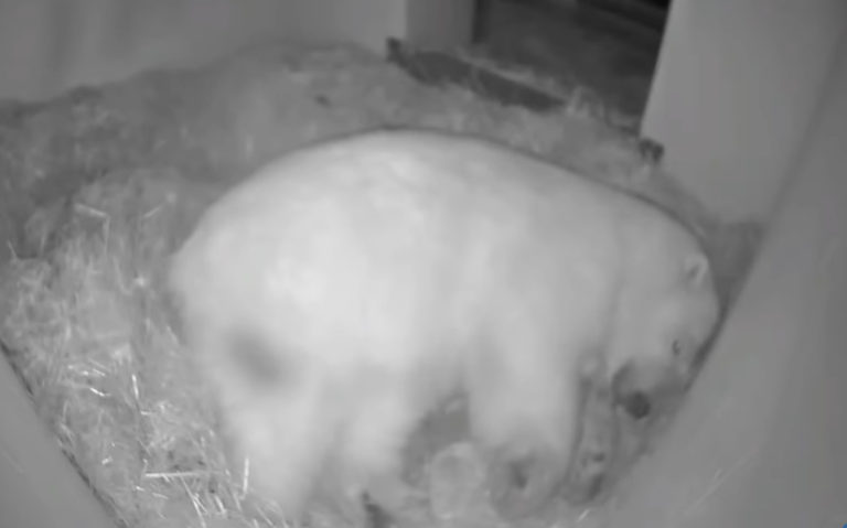 Medveď biely, zoo