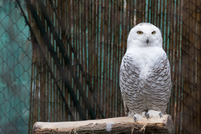 ZOO, Bratislava