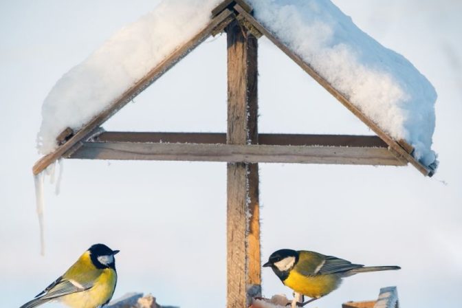 Vtáčia búdka, sýkorky
