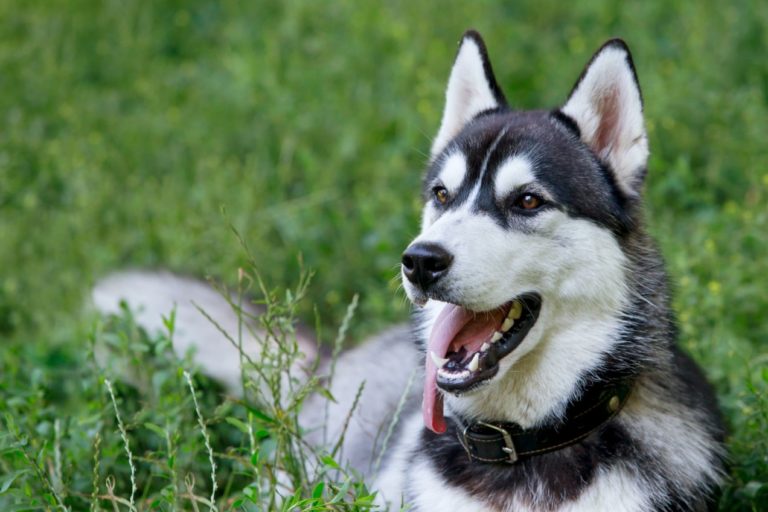 Pes, sibírsky husky