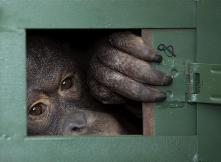 Orangutan