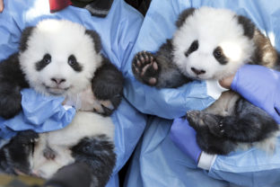 Panda, mláďatá