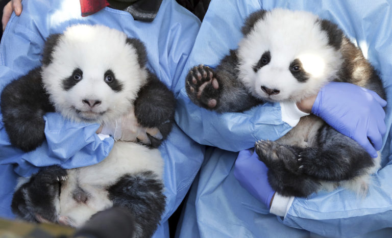Panda, mláďatá