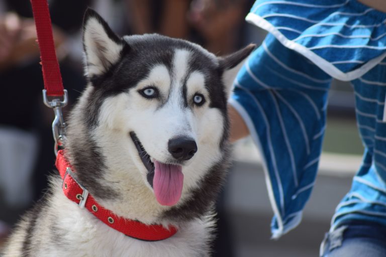 Sibírsky husky
