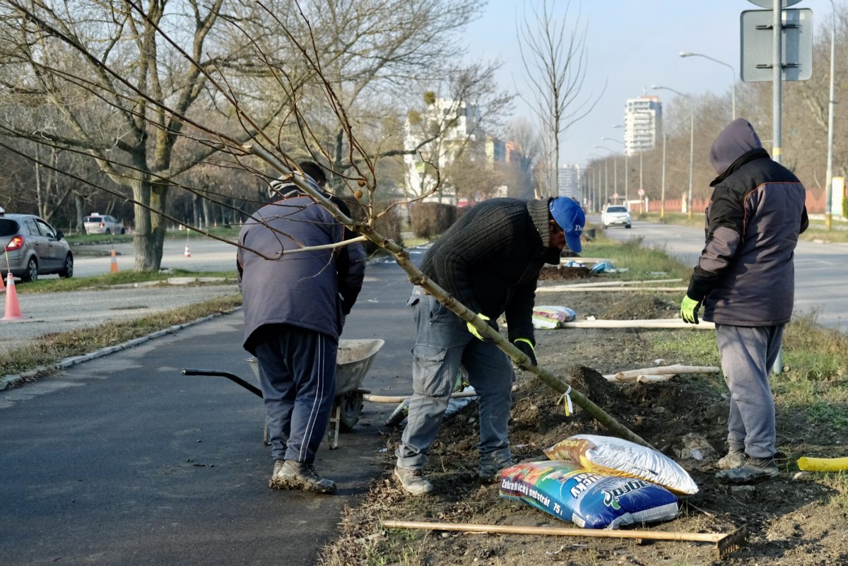Dokončená alej vedie popri obľúbenej cyklistickej trase pri Dostihovej dráhe.Stromy2.jpg