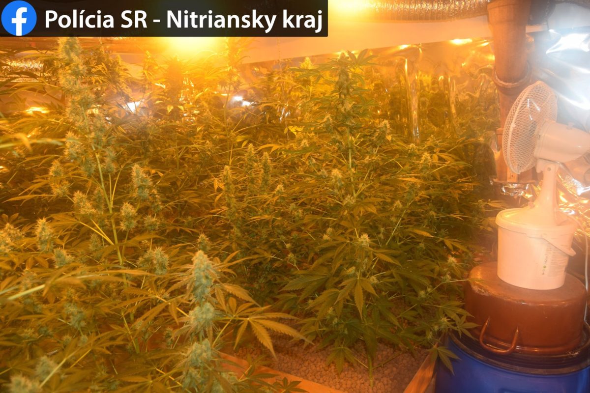 Polícia, Moča, konope