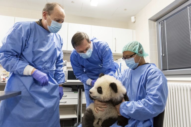 Dve pandie mláďatá v berlínskej zoo