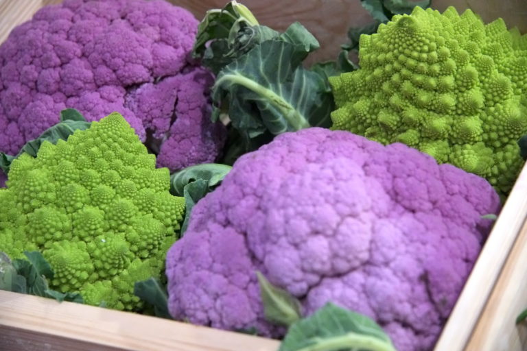 Danubius Gastro 2020