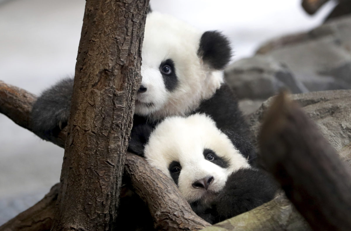 Pandy, zoo