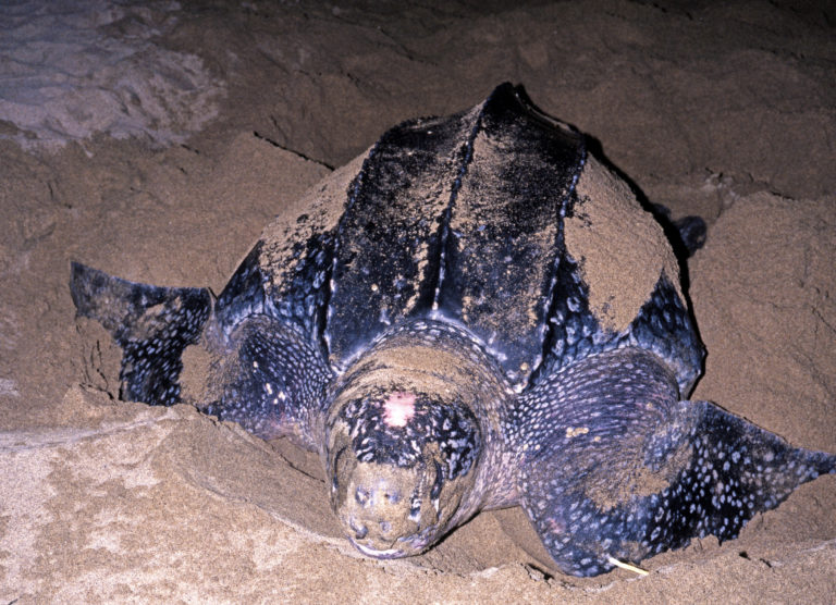Kožatka veľká (Dermochelys coriacea).