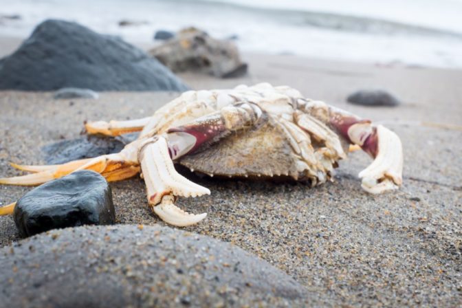 Krab  Metacarcinus magister