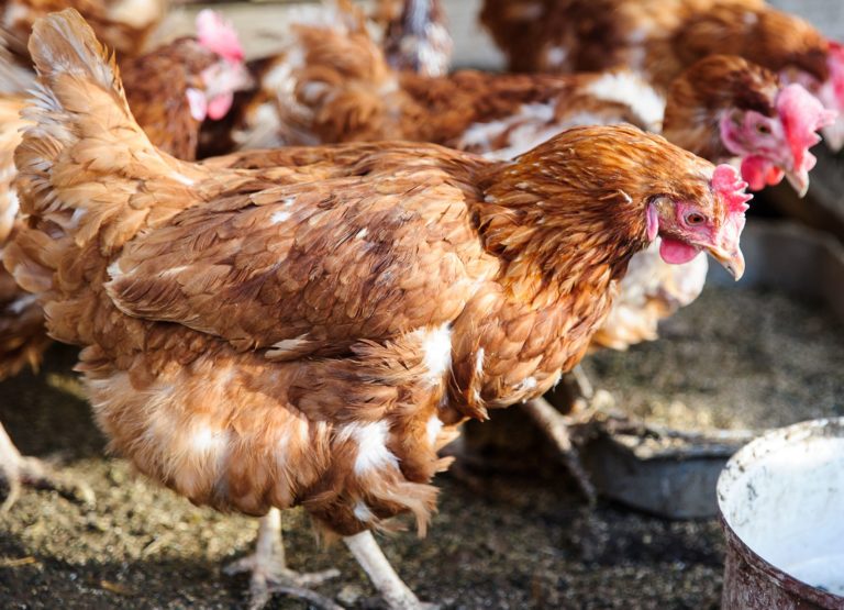 AGRO: Chov sliepok