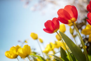 Farebné tulipány na jar
