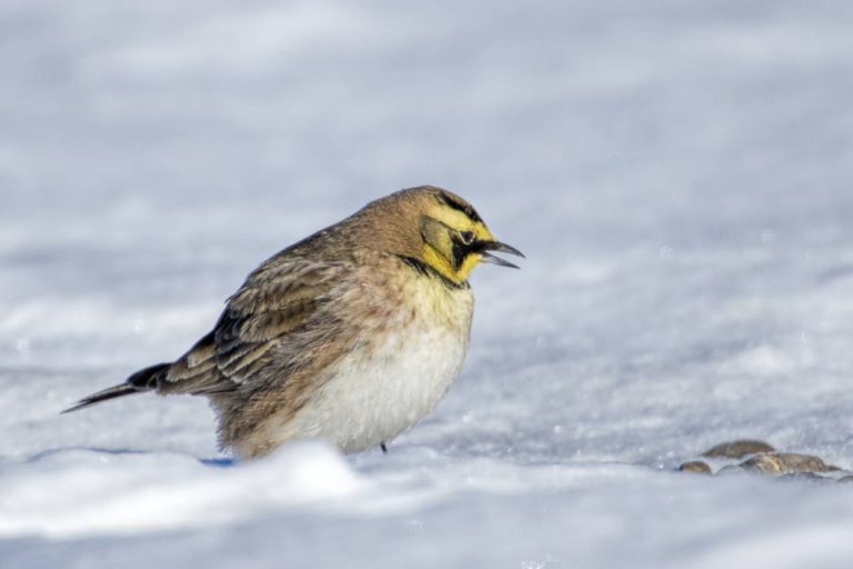 Uškárik vrchovský, Eremophila alpestris