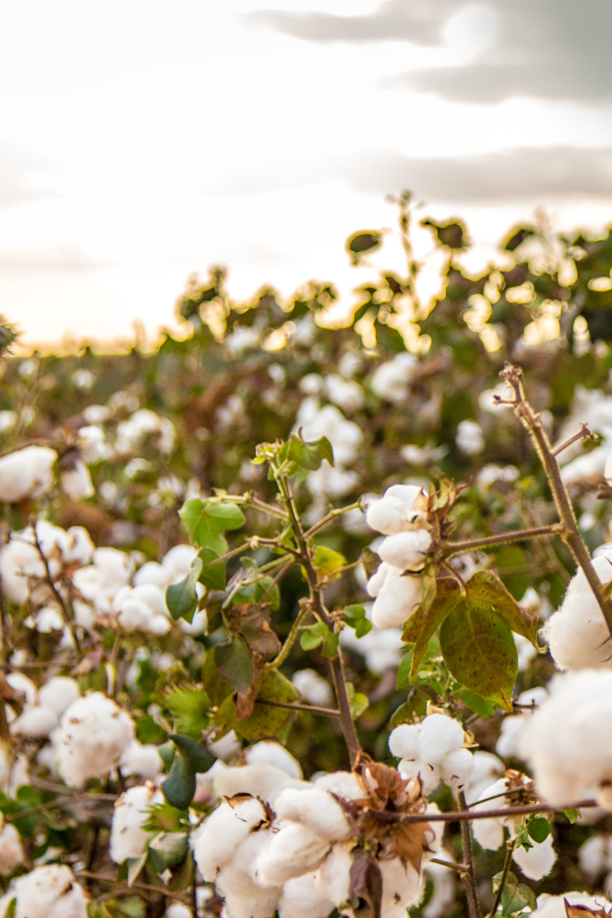 Close Up Of White Flowering Plants On Field Against Sky