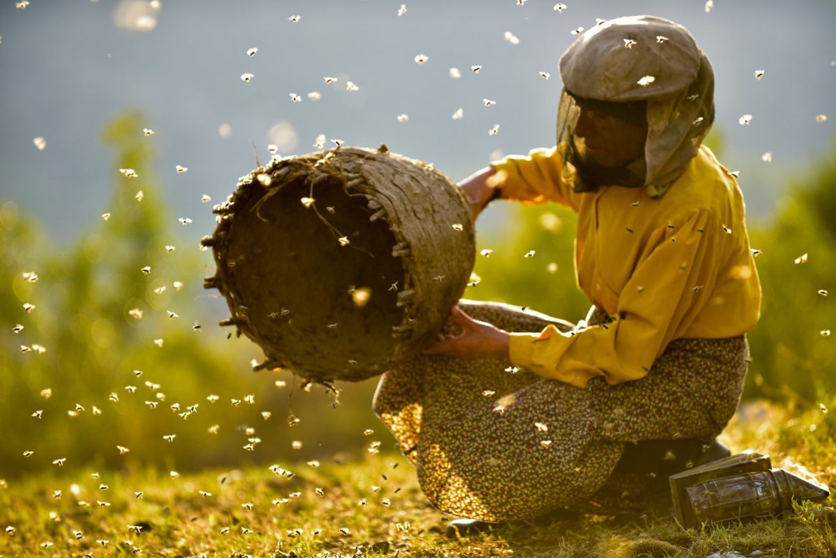 Honeyland_web.jpg