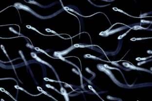 Spermie