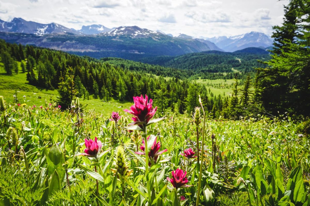Healy pass banff national park.jpg