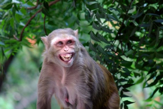 Makak rhesus