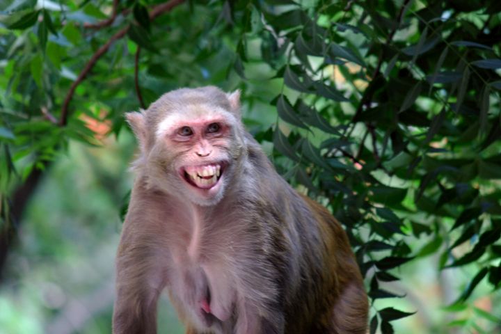 Makak rhesus