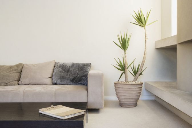 Obývačka s izbovými rastlinami