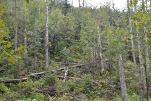 VYSOKÉ TATRY: Lesy napadnuté lykožrútom